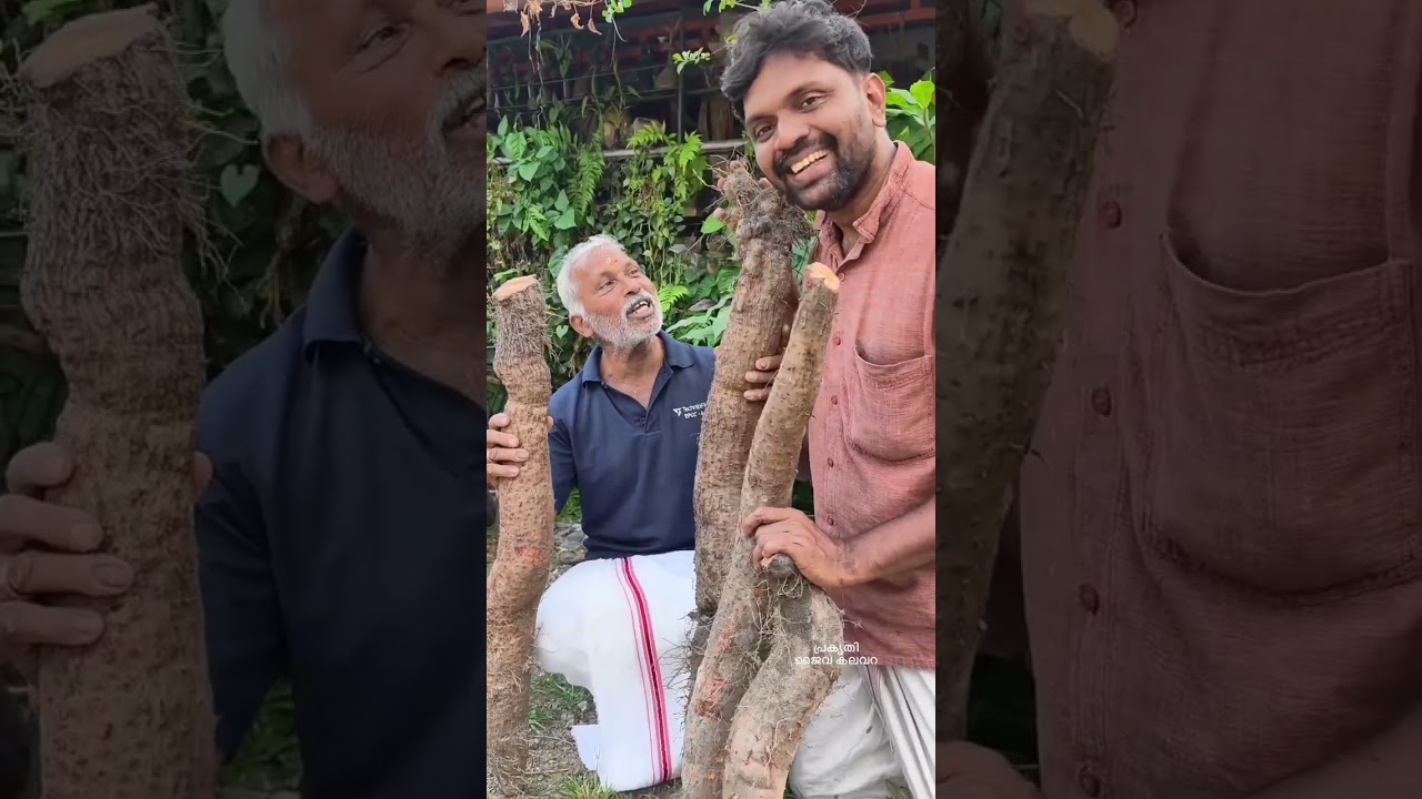 ഇത്രയും നീളം ഉള്ള കാച്ചിലോ...😱  #prakrithijaivakalavara #naturalecofarm #organicfarming #harippad 