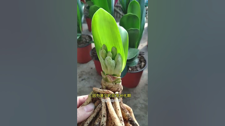 君子兰不开花，多做一步，开花大又艳 #君子兰 #花卉绿植 #分享家庭养花知识 #shorts - 天天要闻
