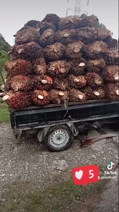 mobil picup mega carry kandas  muat sawit sampe 3000kg/3 ton