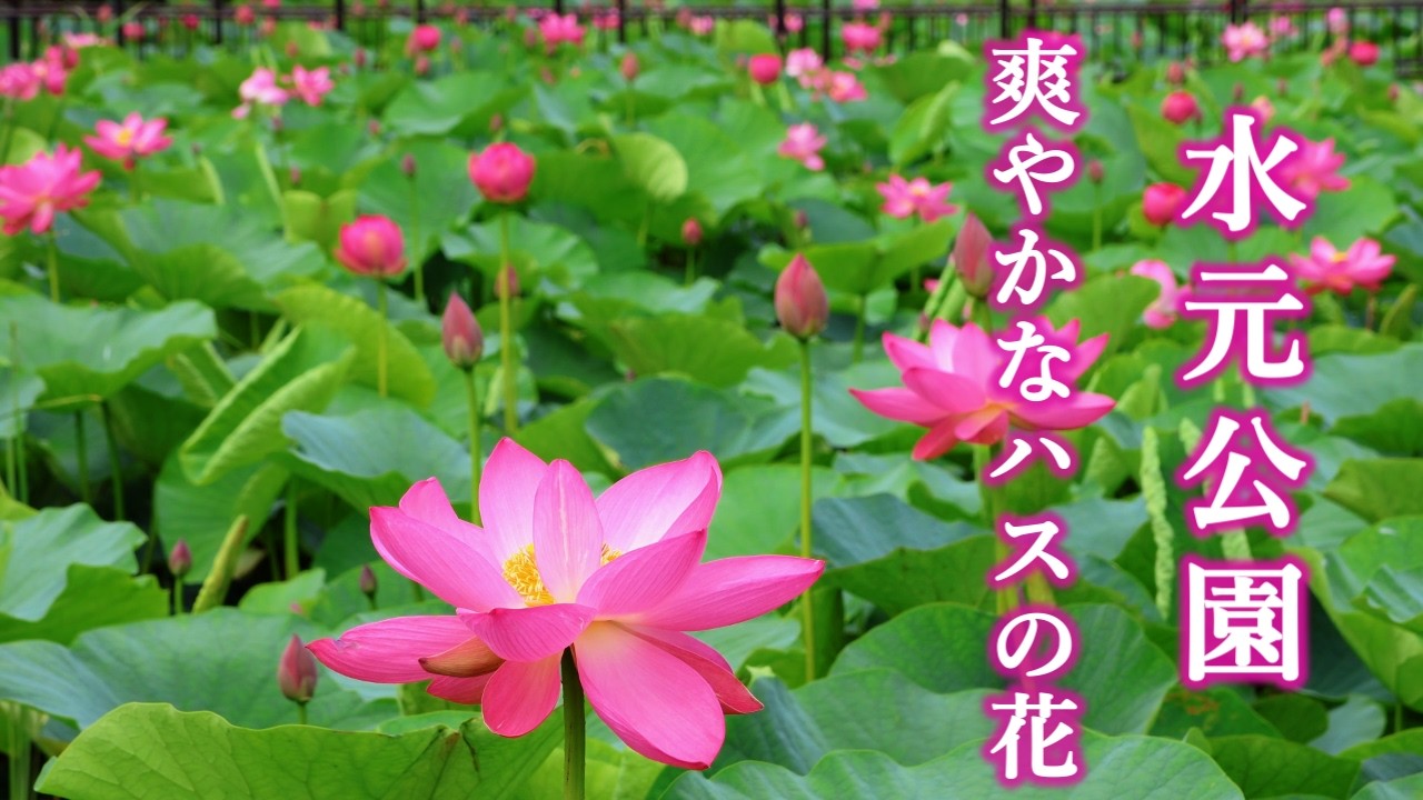 Mizumoto Park] Refreshing pink lotus flowers and hydrangeas still