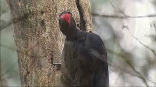 Zwarte Spechten #blackwoodpecker 14-03-2024