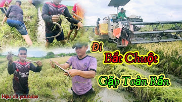 Bắt Chuột Theo Máy Cắt Gặp Toàn Rắn, | Hậu Võ youtube #sanbat