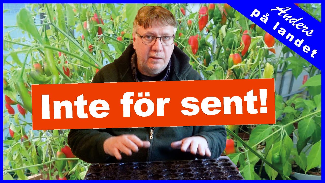 Odla chili – fusk och genvägar