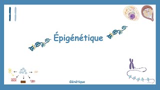 L'Épigénétique - Génétique.