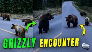 A Serene Encounter of a Grizzly Bear Mom and Cubs Passing By POV