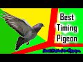 Sri lanka best timing pigeon  timing pakistan kabootar 930 hour timing pigeon