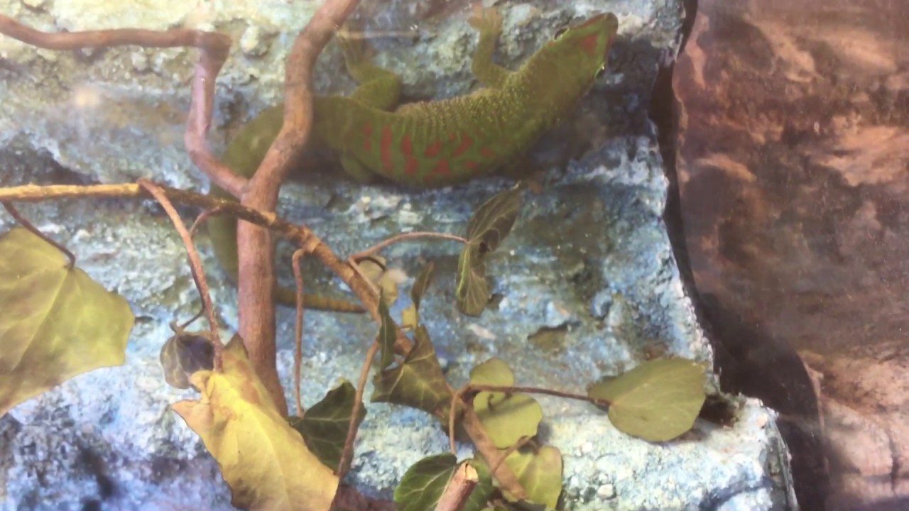 Phelsuma madagascariensis grandis madagaszkári nappali gekkó eledó ...