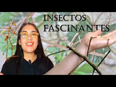 Video: Fasmidos fascinantes