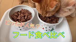 子猫のフード食べ比べの結果は？【モカラテミルクのほっとＴＩＭＥ＃３９】