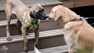 Dogs Rescued From Meat Farms Are Loved For The First Time