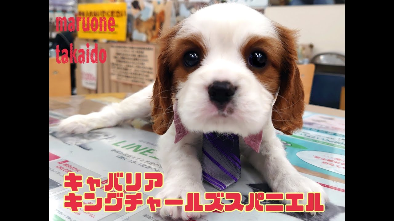 キャバリアキングチャールズスパニエル 育てやすくて賢いボクの成長過程 マルワンblog ペットショップ マルワン 小さめ子犬 美形な子猫 初心者安心のサポート キャバリアキングチャールズスパニエル 育てやすくて賢いボクの成長過程 マルワンblog ペットショップ マルワン 小さめ子犬 美形な子猫 初心者安心のサポート