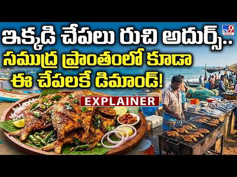 Explainer : ఇక్కడి చేపలు రుచి అదుర్స్..సముద్ర ప్రాంతంలో కూడా ఈ చేపలకే డిమాండ్ | Fishes - TV9 - TV9