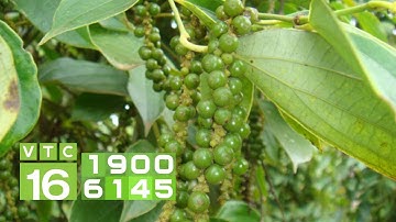 Bí quyết trị bệnh vàng lá thối rễ cho cây tiêu | VTC16