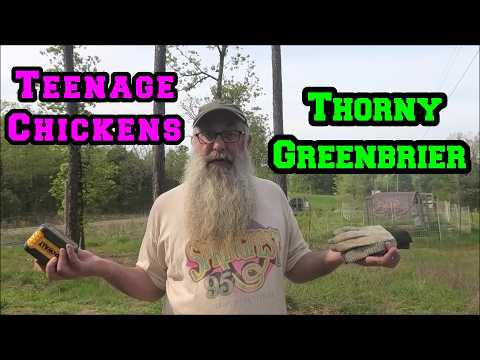 Prepping To Move Teenage Chickens | Cutting Thorny Greenbrier | Electric Fence Testing