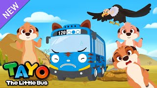 ¡El mejor vigilante, la Suricata! | El autobús Safari Tayo | Aprender animales para niños