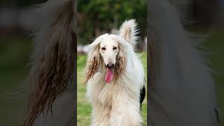 The Majestic Elegance of the Afghan Hound: the grace of the Afghan Hound #Dog #Dogs #Dogfacts