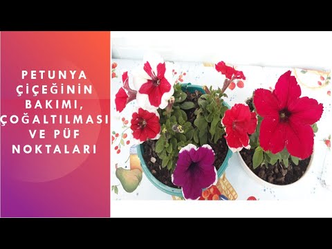 Video: Petunya Nasıl çimdiklenir? 19 Fotoğraf Petunyanın Muhteşem Ve Muhteşem çiçek Açması Için Adım Adım Sıkıştırılması. Bol çiçeklenme Için Nasıl çimdiklemelisiniz?