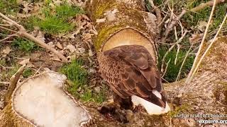 Decorah Eagles North Mr  North takes left over prey 05 06 2019