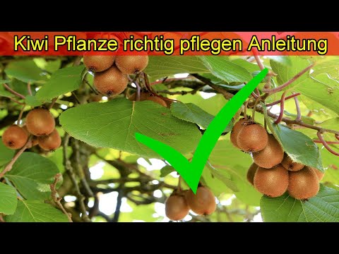 Video: Actinidia: Pflanzen Und Pflege