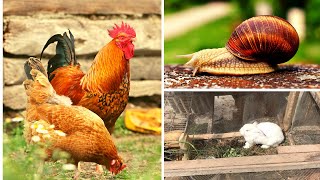 LIVESTOCK YOU CAN RAISE AT HOME | Farming In Nigeria