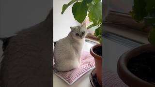 Making A Cute Little Easy Cushion For My Cats