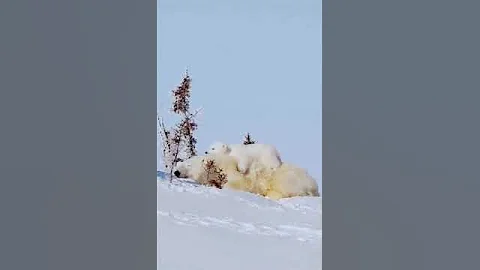 Polar Bear Begs For Help! - HAPPY ENDING #youtube #top #shortvideo #animal #shortsfeed #shortsvideo