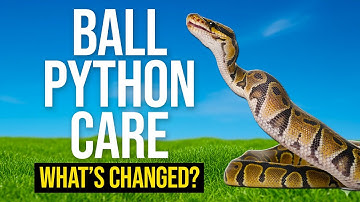 Verzorging van balpythons 2026: De NIEUWE complete gids!