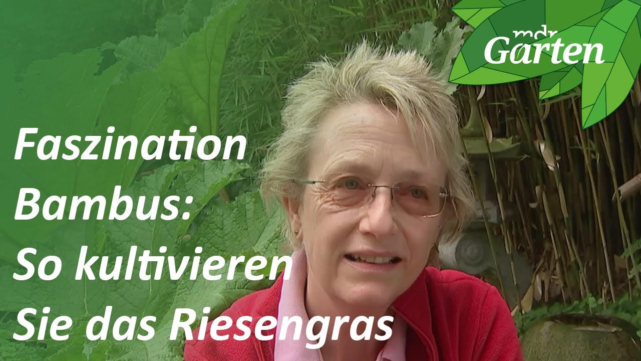 Faszination Bambus: Wie Sie das Riesengras kultivieren knnen | MDR Garten