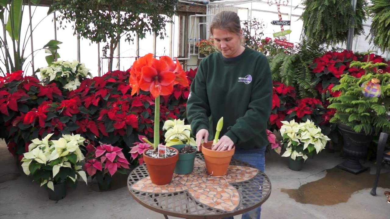 can waxed amaryllis bulbs rebloom