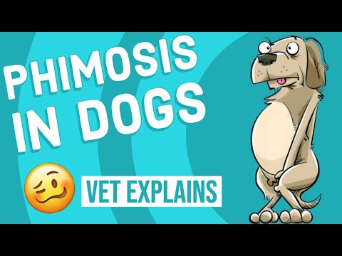 Phimosis in Dogs