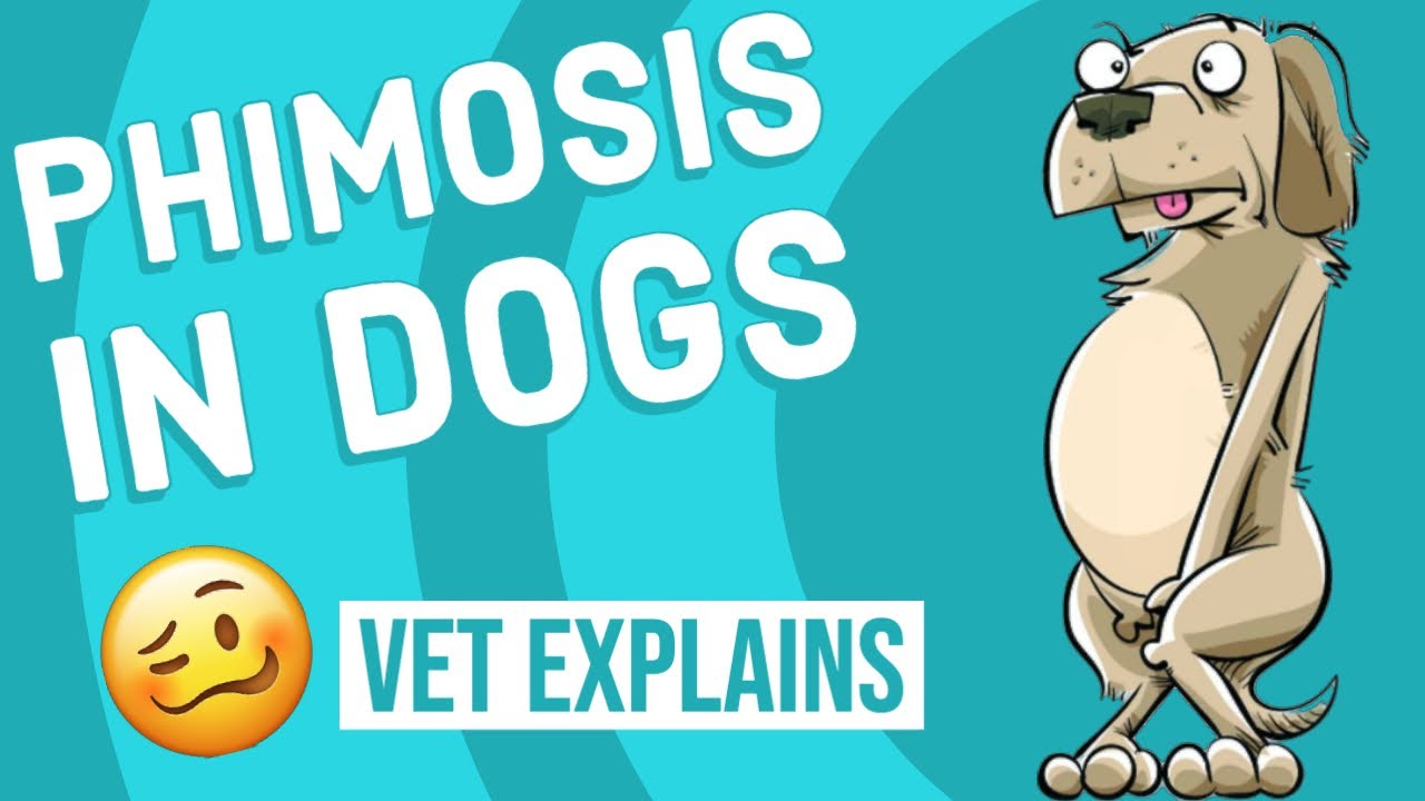 Phimosis in dogs