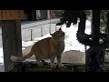 竜の口から流れる水を飲む豊川稲荷（東京）の野良ネコくん