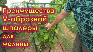 Преимущества V-образной шпалеры для малины