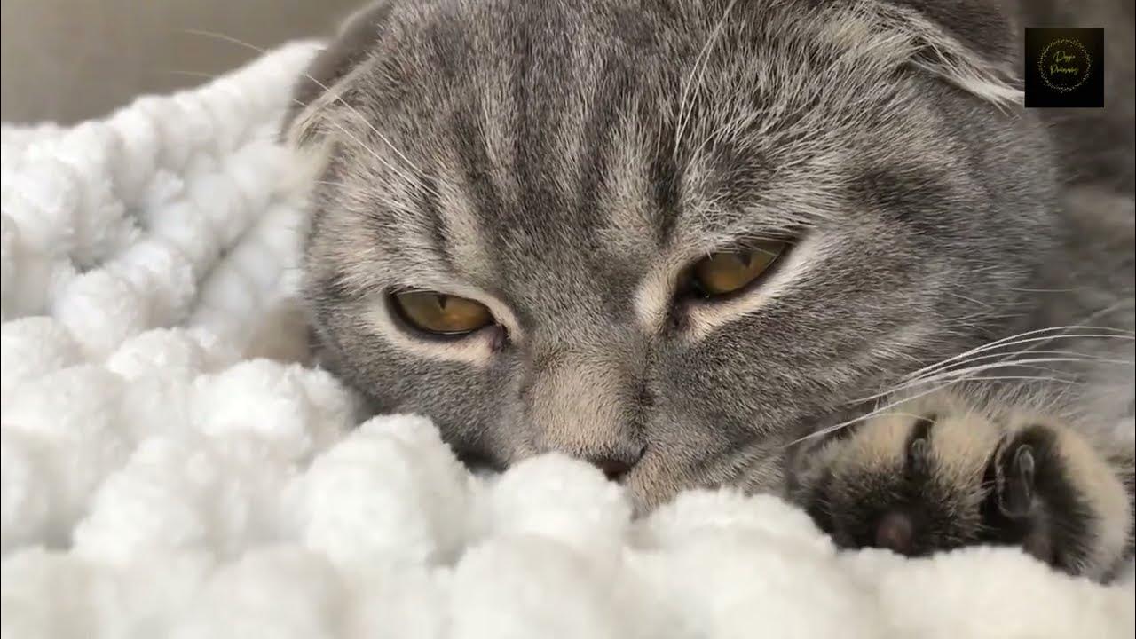 Cute cat digging into his comfy blanket YouTube