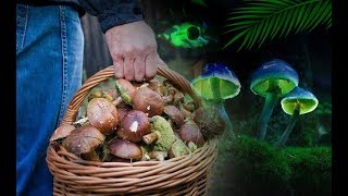 Грибы во сне - К чему снятся грибы? Грибы во сне - К чему снятся грибы?