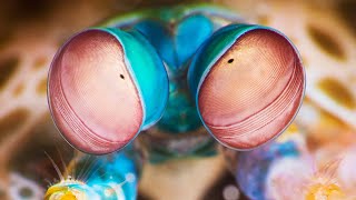Top 10 Most Amazing Eyes In The Animal  | Top 10 |