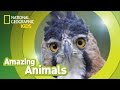Harpy Eagle | Amazing Animals