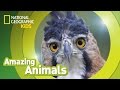 Harpy Eagle Facts and Trivia