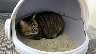 China Best Cat Litter Box with Best Price by Emily pets 67 views 6 months ago 30 seconds