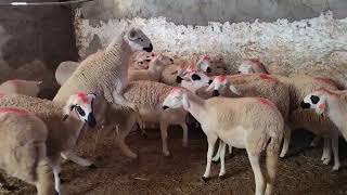 16خروفة #صرديةومعها فحل للبيع نواحي اولاد بوزيري التواصل مع بوشعيب الهاتف0673436675واتساب 0676645461