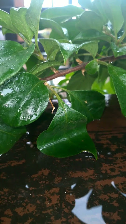 #whenitrains #indoorgarden  #rainsounds #coffee #coffeesherina