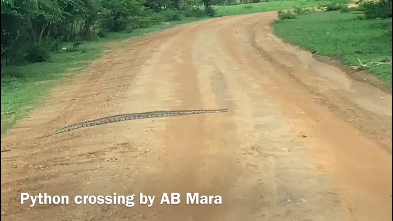 Python Crossing Sign Python 🐍 crossing @abmarawild - YouTube