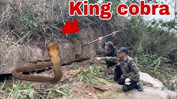 Rượt Đuổi Rắn Hổ Mang Khổng Lồ Hung Dữ Đầy Kịch Tính | Săn Bắt Ẩm Thực Vùng Cao