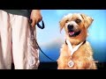 Lenny chien dtective  film complet en franais  famille