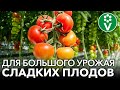 ОТ ЭТОЙ ДРОЖЖЕВОЙ БОЛТУШКИ ПОМИДОРЫ ВЫРАСТАЮТ СЛАДКИМИ И АРОМАТНЫМИ!