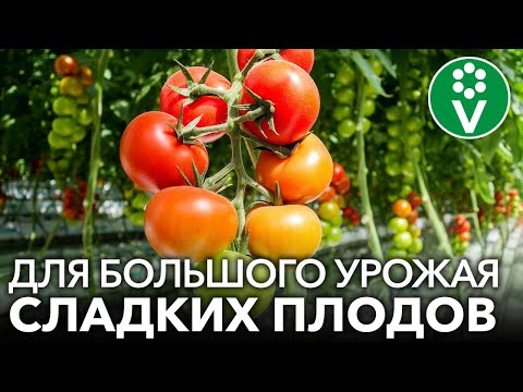 ОТ ЭТОЙ ДРОЖЖЕВОЙ БОЛТУШКИ ПОМИДОРЫ ВЫРАСТАЮТ СЛАДКИМИ И АРОМАТНЫМИ!