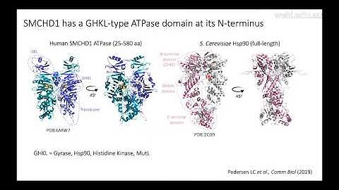 Gurzau A (2020): Functional and structural characterization of the epigenetic regulator SMCHD1
