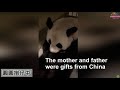Panda gifted by China gives birth to second cub in Taiwan