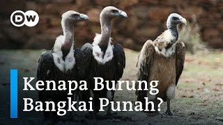 Burung Bangkai Terancam Punah