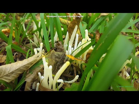 Клавария хрупкая Clavaria fragilis Лечебные свойства Химический состав